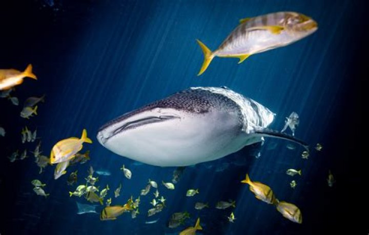 Are whale sharks Endangered 2022?