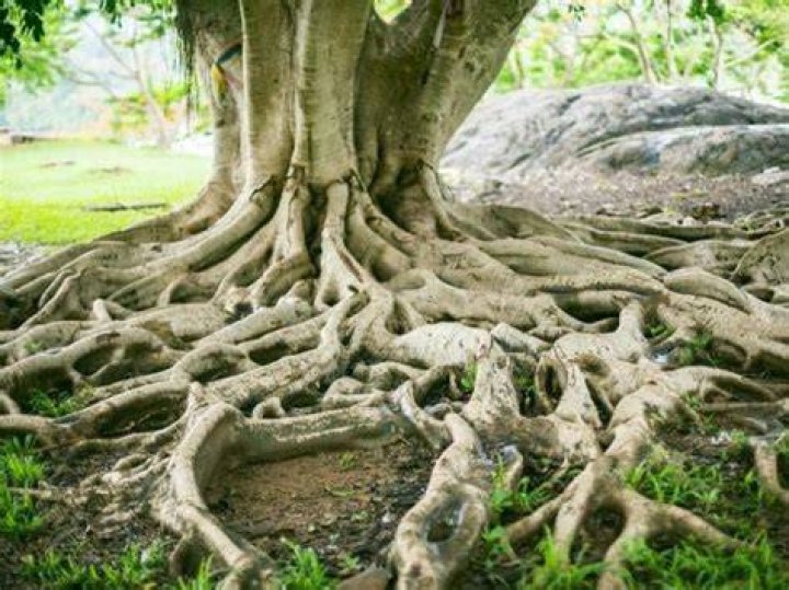 Are willow roots invasive?