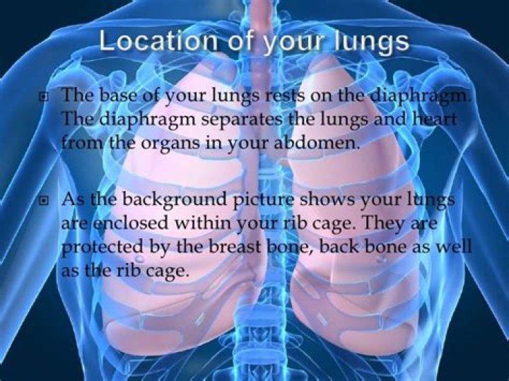 Are your lungs in your back or front?