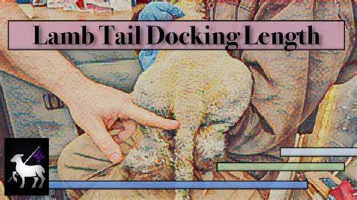 At what age should lambs tails be docked?