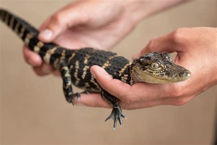 Can a baby alligator hurt you?