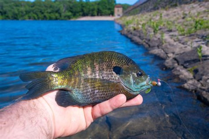 Can a bluegill live in a fish tank?