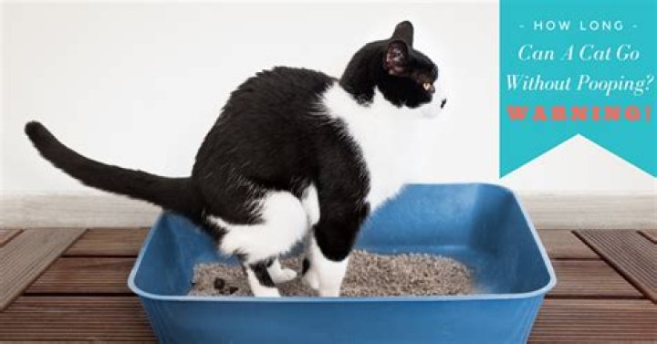 Can a cat go 2 days without pooping?
