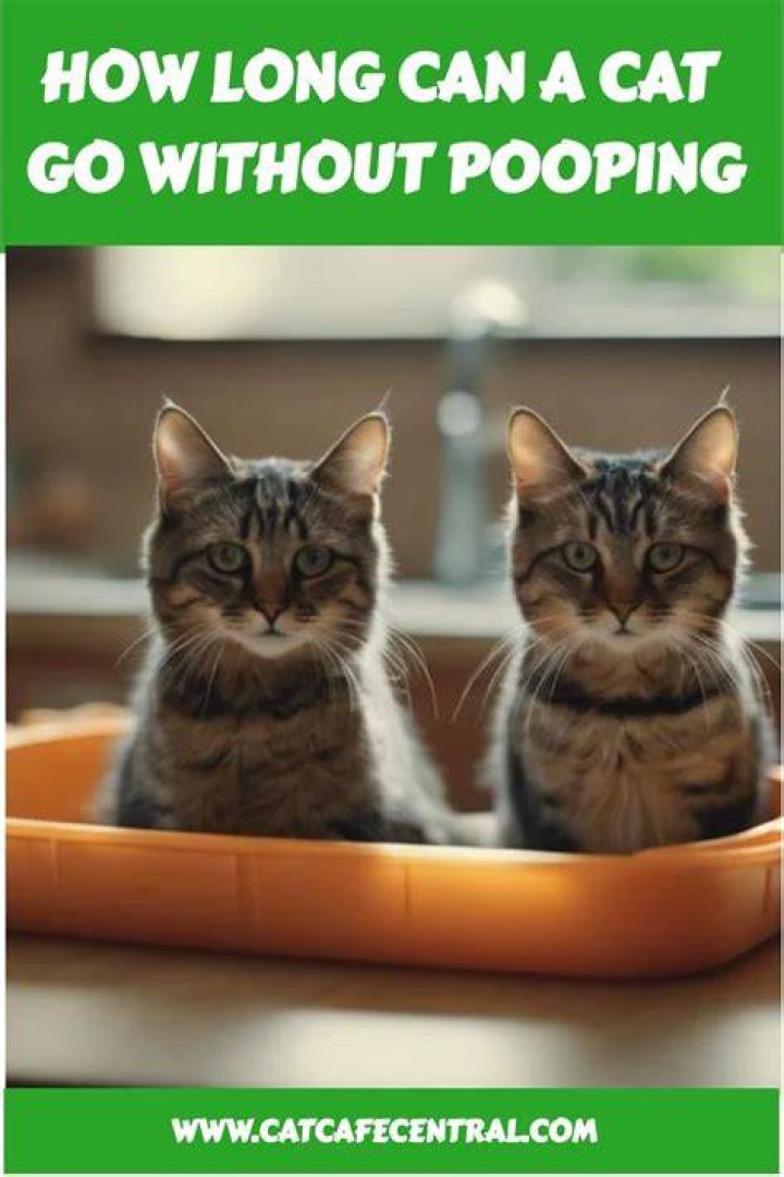 Can a cat go 3 days without pooping?