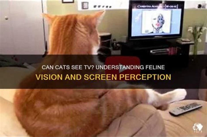 Can a cat see TV?