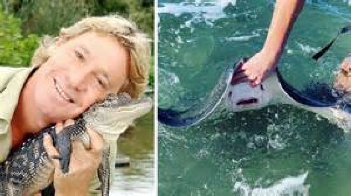 Can a dead stingray still sting?
