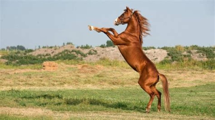 Can a horse Skip?