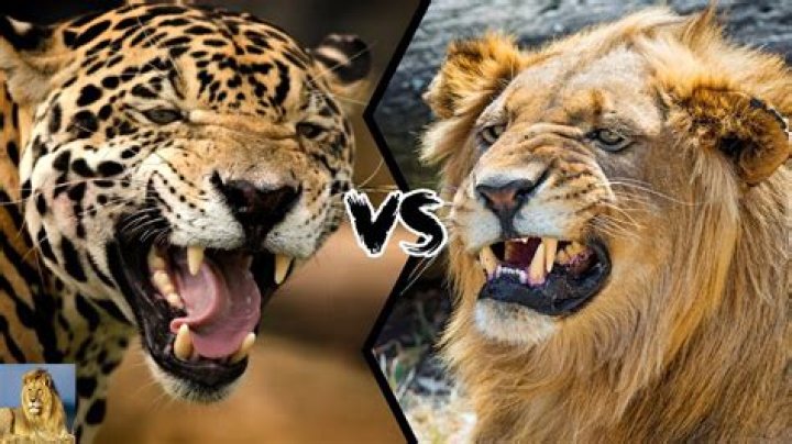 Can a jaguar beat a lion?