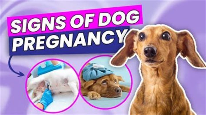 Can a pregnant dog have surgery?