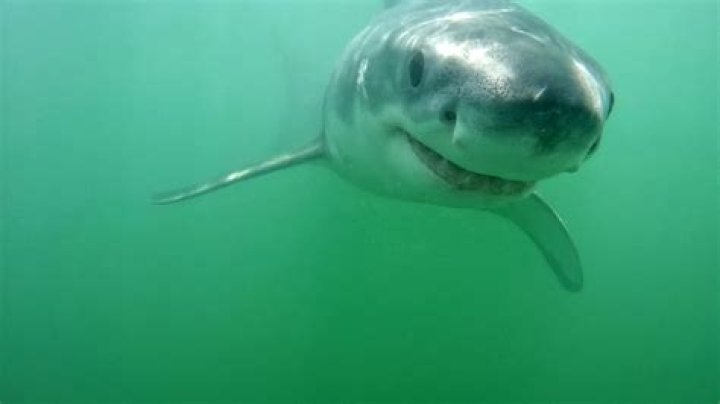Can a shark be friendly?