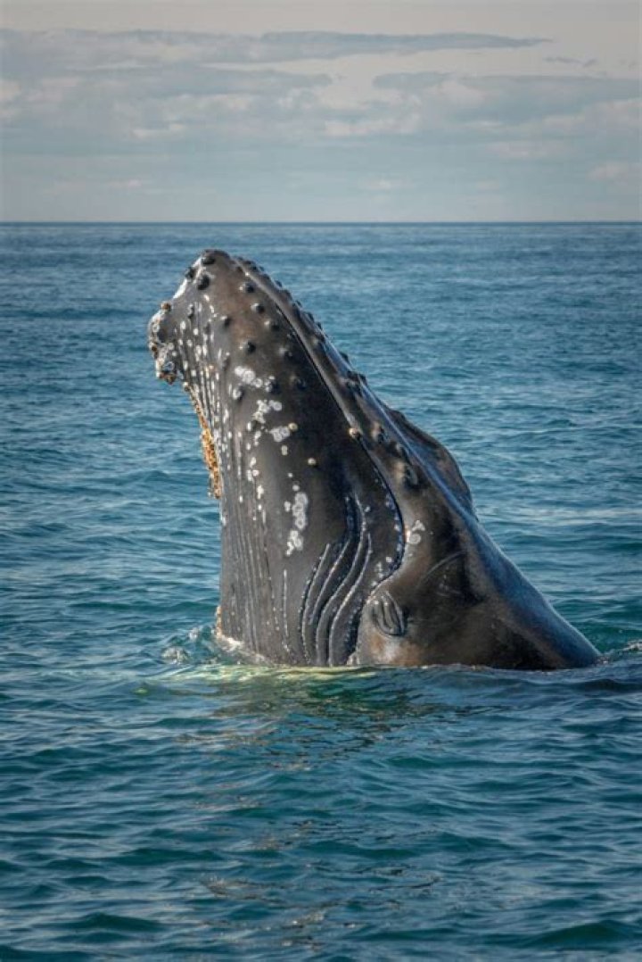 Can a whale survive out of water?