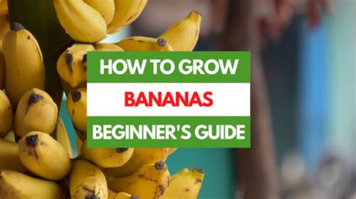 Can bananas calm you down?