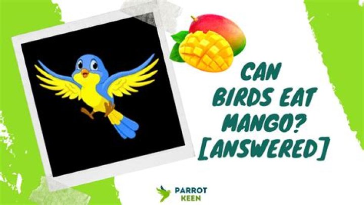 Can birds eat mango?