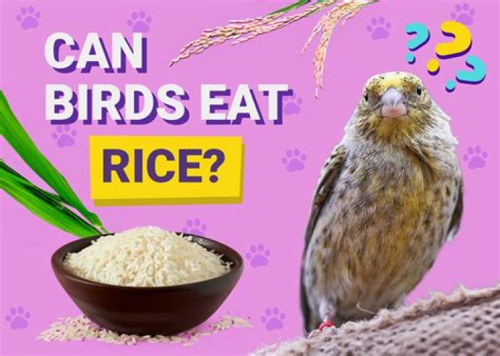 Can birds eat Minute rice?