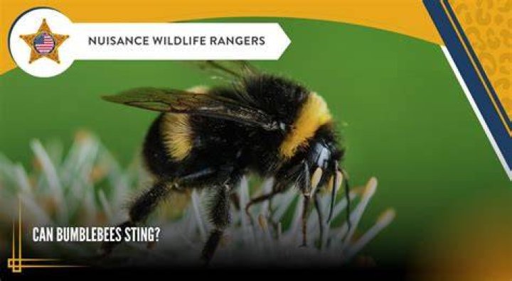 Can bumble bees sting?