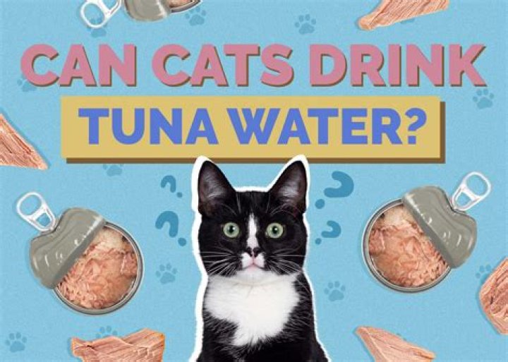 Can cats drink tuna brine?