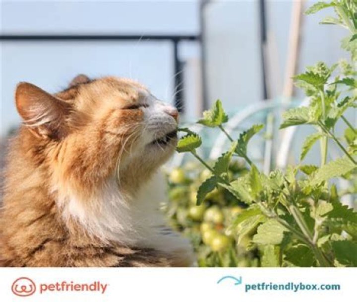 Can cats eat catmint leaves?