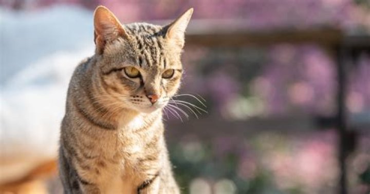 Can cats see things that humans can t?