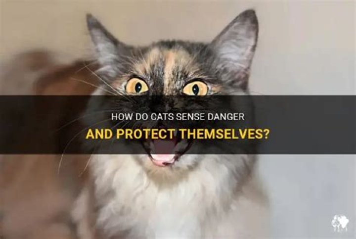 Can cats sense danger?