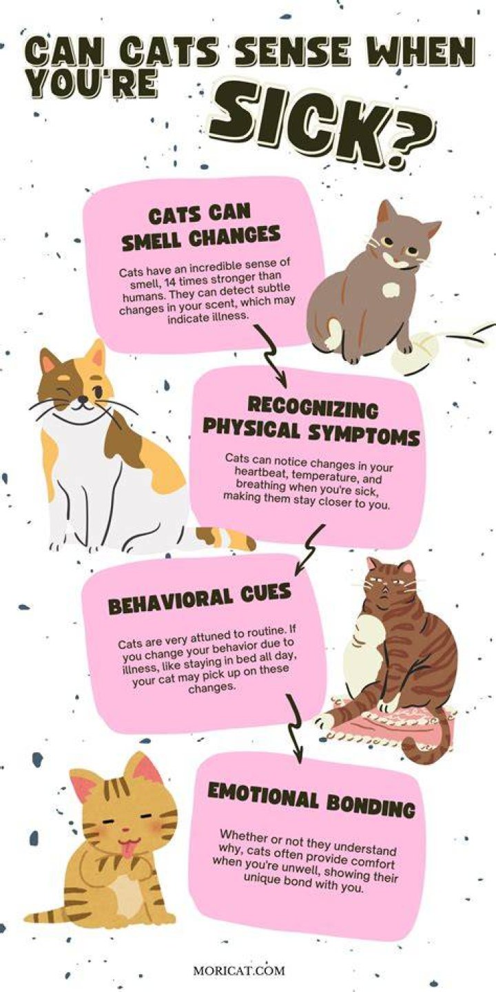Can cats sense when your sad?