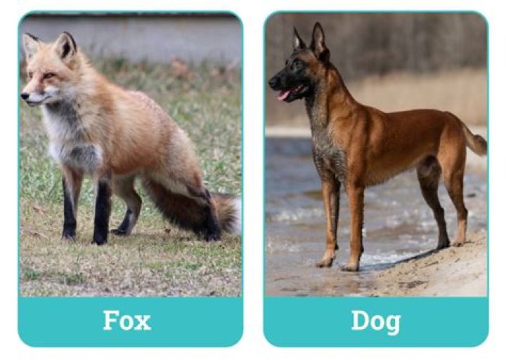 Can dogs and foxes be friends?