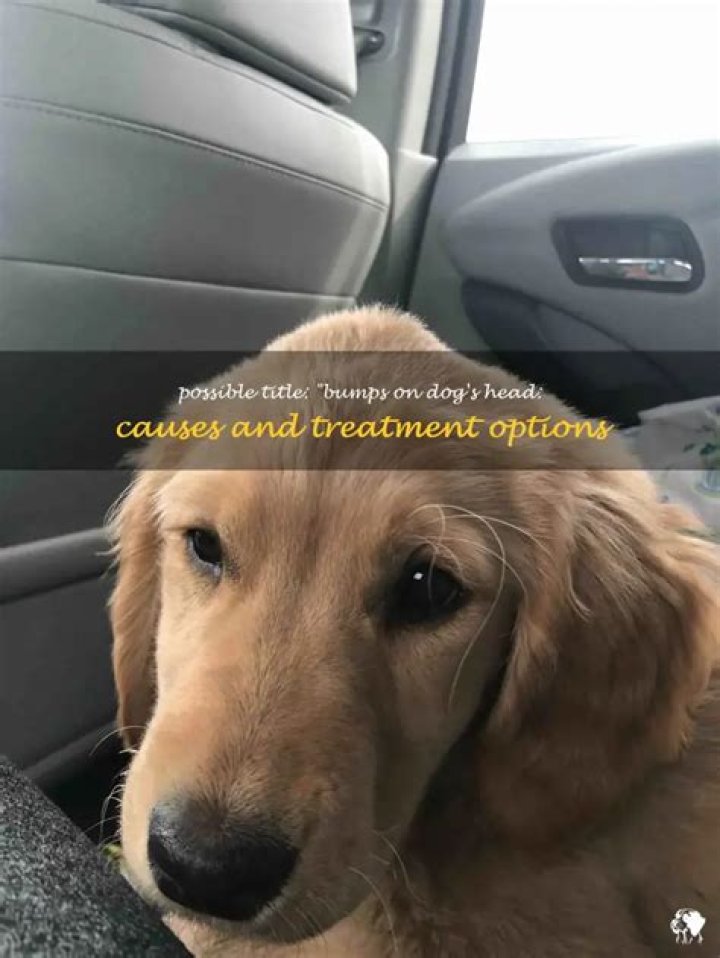 Can dogs get bumps from hitting their head?