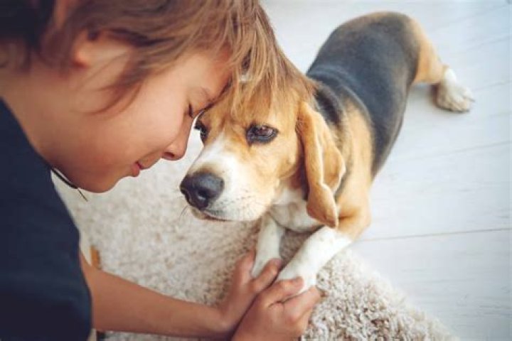 Can dogs smell depression?