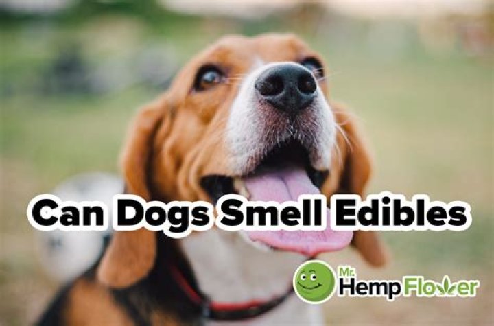 Can dogs smell lithium batteries?