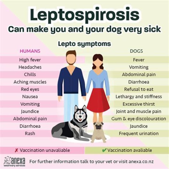 Can dogs spread leptospirosis?