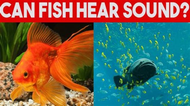Can fish hear sounds?
