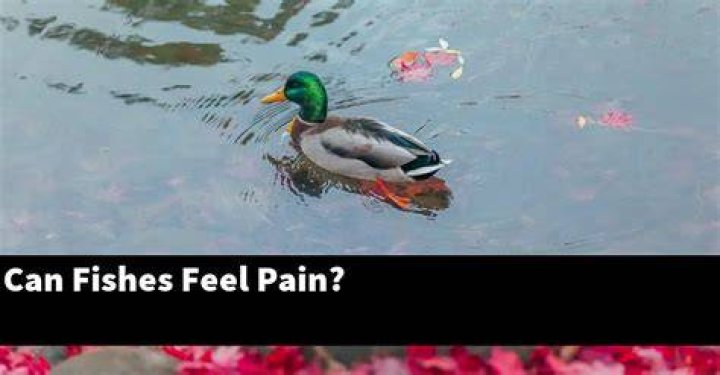 Can fishes feel pain?