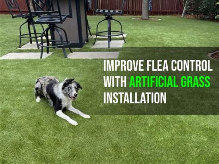 Can fleas live in artificial grass?