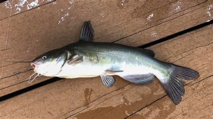 Can freshwater catfish sting you?