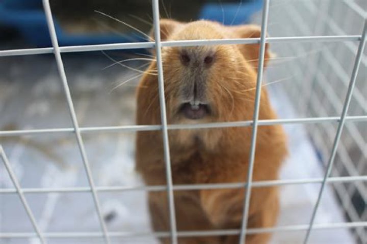 Can guinea pigs tell if you are sad?