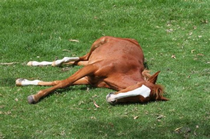 Can horses lay down too much?