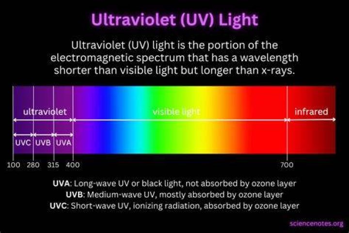 Can humans see ultraviolet what can?