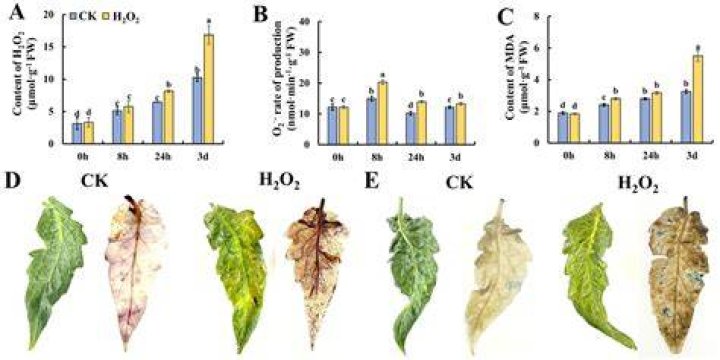 Can hydrogen peroxide damage leaves?