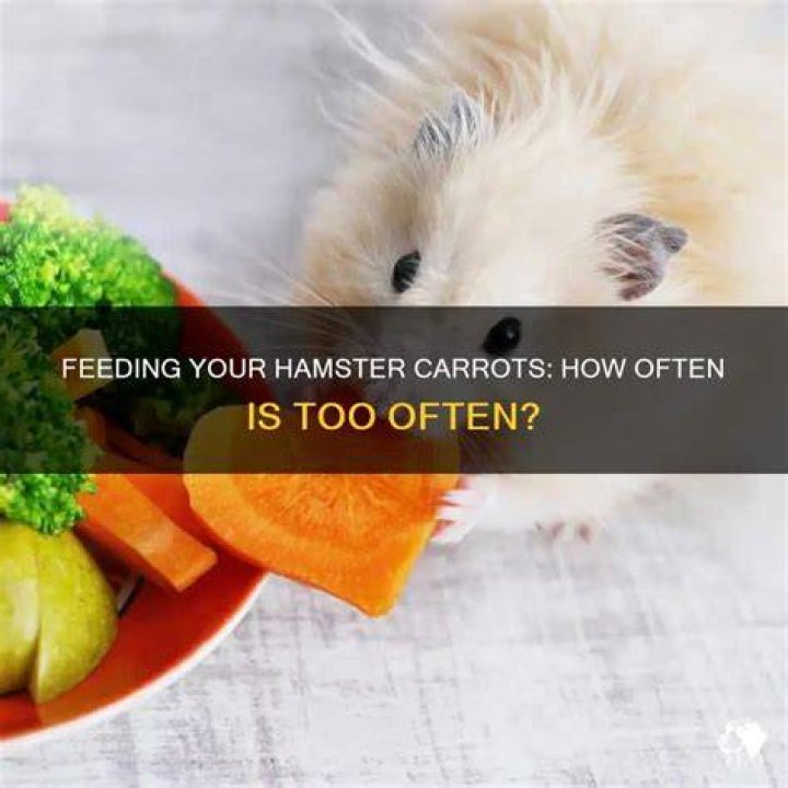 Can I give my hamster carrots?