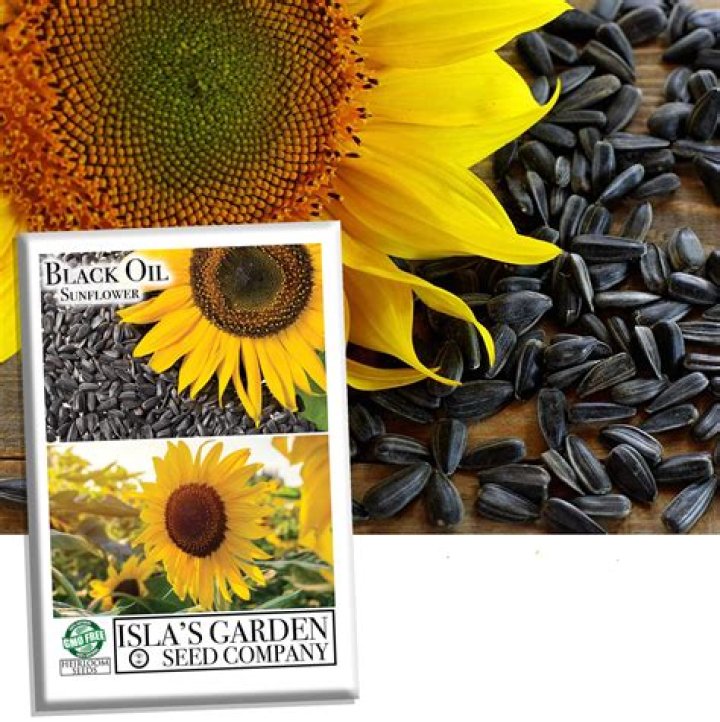 Can I grow black oil sunflower seeds?