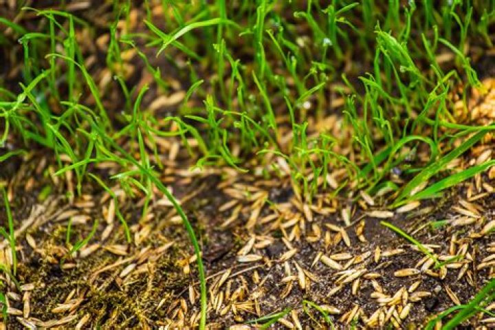 Can I overseed over moss?