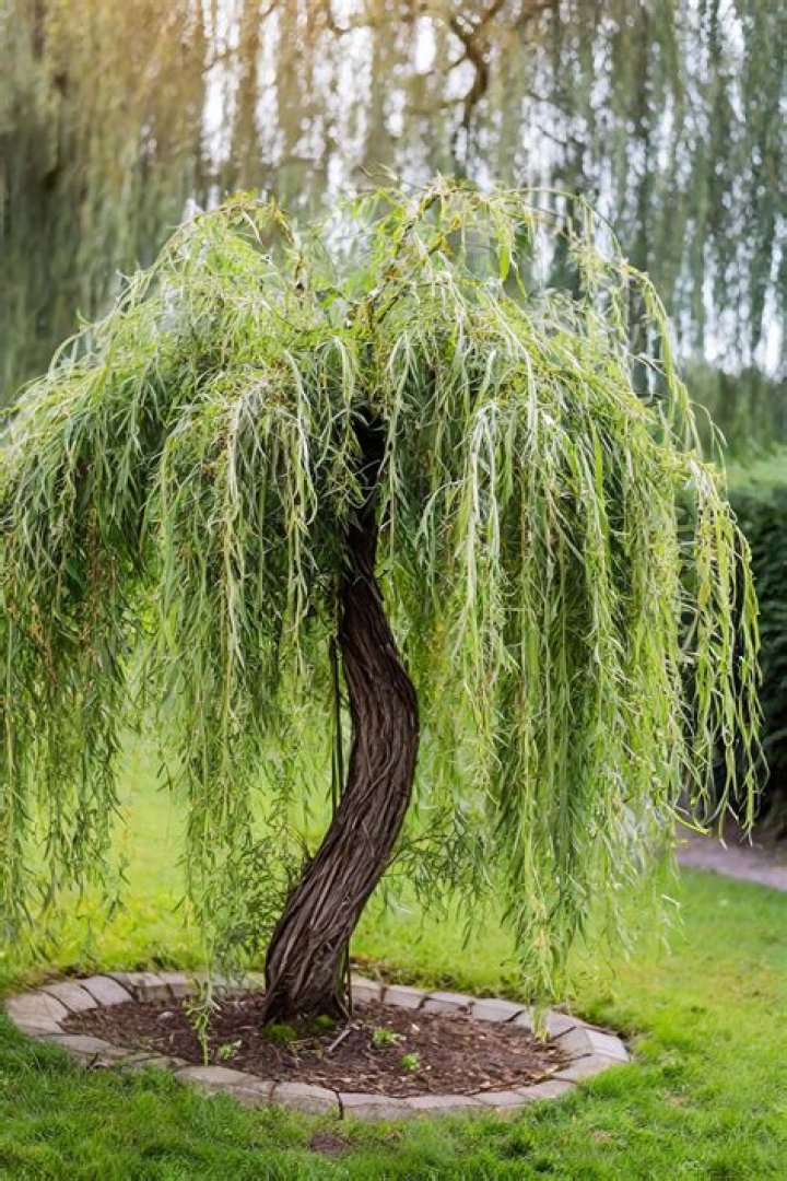 Can I plant a weeping willow in my yard?
