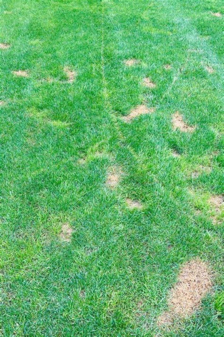 Can I put baking soda on artificial grass?
