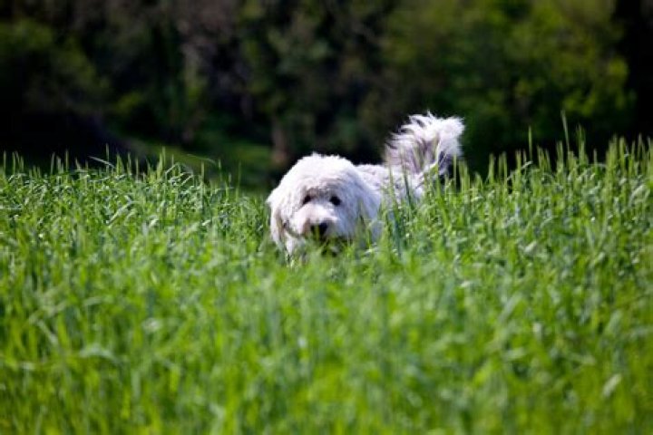 Can I treat my dog for worms without going to the vet?