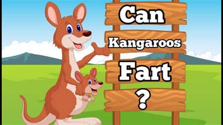 Can kangaroos fart?
