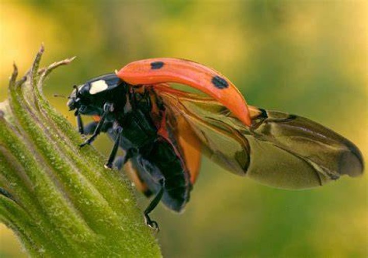 Can ladybugs fly?