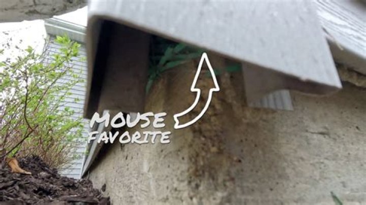 Can mice get in through gutters?