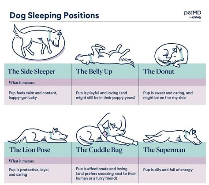 Can my dog sleep in my bed when I have a baby?
