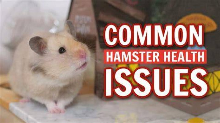 Can my hamster get Covid?