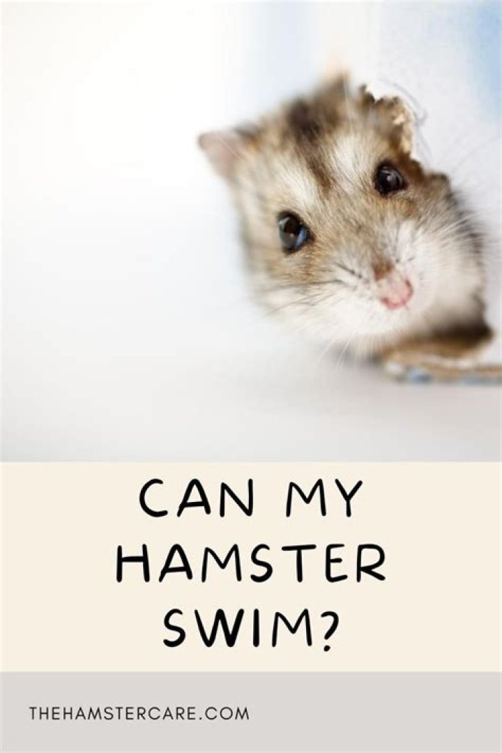 Can my hamster swim?