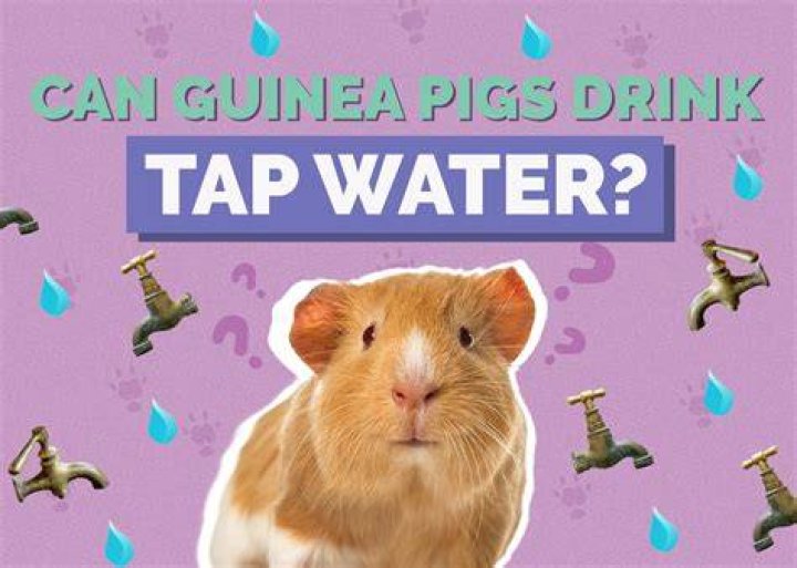 Can pigs drink salt water?